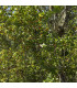 Třešeň surinamská - Eugenia uniflora - prodej semen - 2 ks