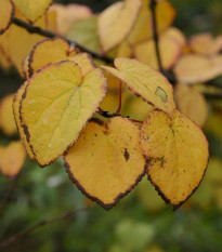 Zmarličník japonský - Cercidiphyllum japonicum - prodej semen - 8 ks