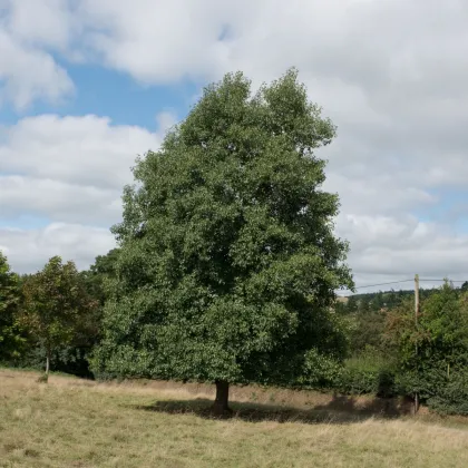 Olše lepkavá - Alnus glutinosa - prodej semen - 8 ks