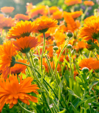 BIO Měsíček lékařský oranžový - Calendula officinalis - semena měsíčku - 30 ks