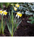 Narcis Topolino - Narcissus L. - prodej cibulovin - 3 ks
