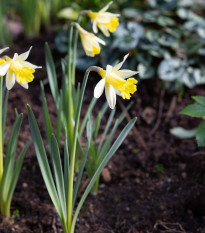 Narcis Topolino - Narcissus L. - prodej cibulovin - 3 ks