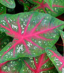 Kaládium Pink Beauty - Caladium bicolor - prodej cibulovin - 1 ks