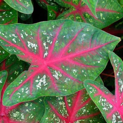 Kaládium Pink Beauty - Caladium bicolor - prodej cibulovin - 1 ks