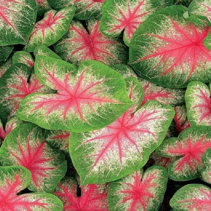 Kaládium Pink Beauty - Caladium bicolor - prodej cibulovin - 1 ks