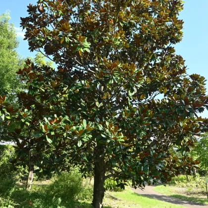 Magnólie velkokvětá - Magnolia grandiflora - prodej semen - 5 ks