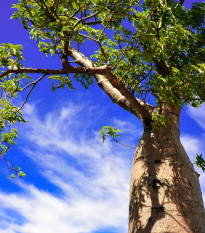 Baobab australský - Adansonia gregorii - prodej semen - 3 ks