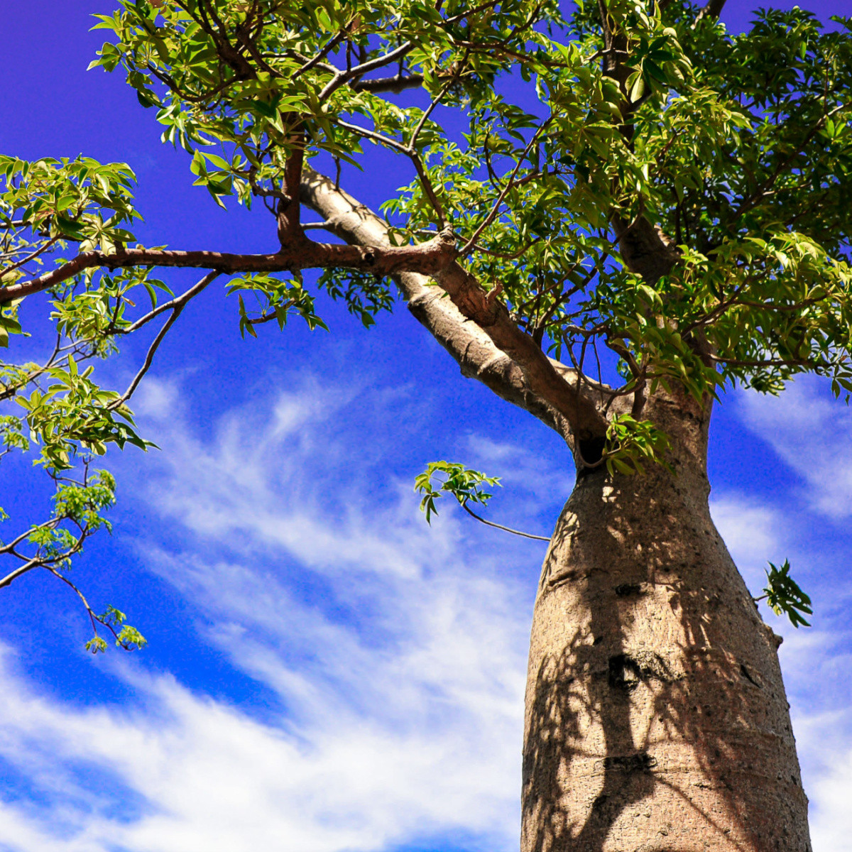 Baobab australský - Adansonia gregorii - prodej semen - 3 ks