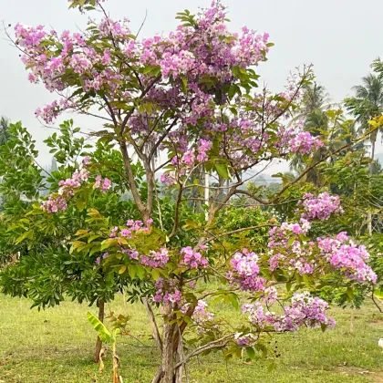 Lagerstroemie nádherná - Lagerstroemia floribunda - prodej semen - 7 ks