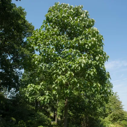 Paulovnie fortunei - Paulownia fortunei - prodej semen - 15 ks