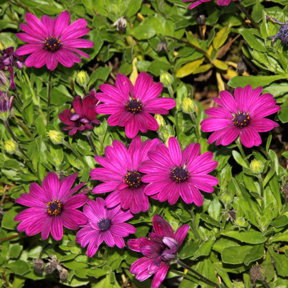 Paprskovka Purple - Osteospermum ecklonis - prodej semen - 6 ks