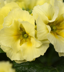 Prvosenka Inara F1 Lemon yellow - Primula elatior - prodej semen - 20 ks