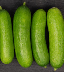 BIO okurka Mirella - Cucumis sativus - prodej bio semen - 10 ks