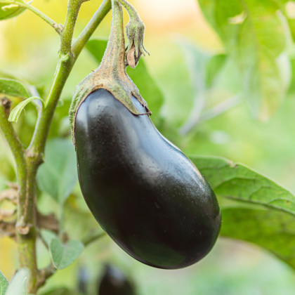 BIO Lilek Black Beauty - Solanum melongena - prodej bio semen - 20 ks