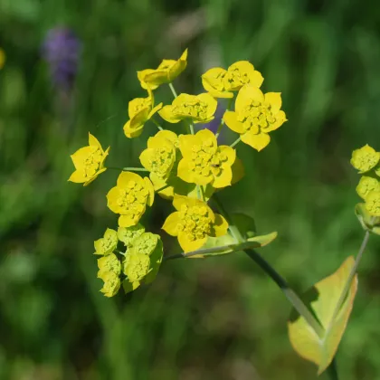 Prorostlík dlouholistý - Bupleurum longifolium - prodej semen - 60 ks