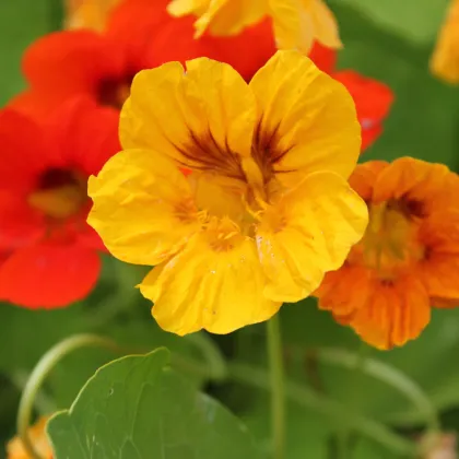 BIO Lichořeřišnice - Tropaeolum majus - prodej bio semen - 10 ks