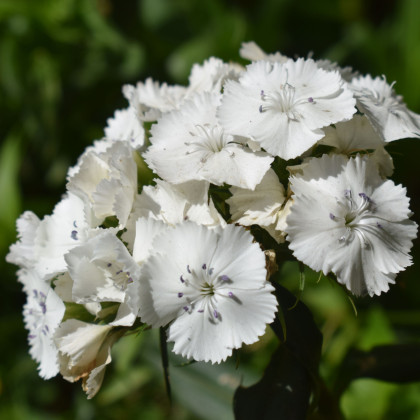 BIO Hvozdík bradatý Sweet William - Dianthus barbatus - prodej bio semen - 18 ks