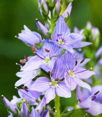 Rozrazil lékařský - Veronica officinalis - prodej semen - 30 ks