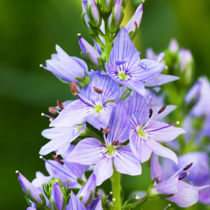 Rozrazil lékařský - Veronica officinalis - prodej semen - 30 ks