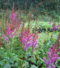 Čechrava čínská fialová - Astilbe chinensis - prodej semen - 10 ks