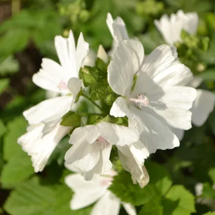 Sléz pižmový bílý - Malva moschata alba - prodej semen - 50 ks