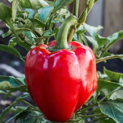 Paprika Beluga Red F1 - Capsicum annuum - prodej semen - 5 ks