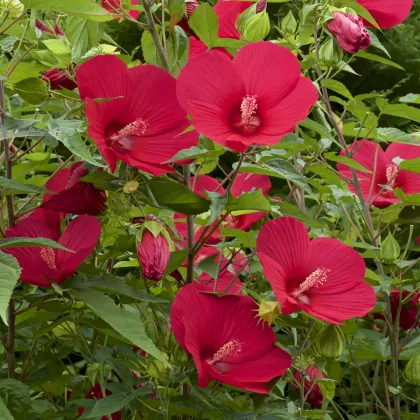 Ibišek bahenní Nippon Red F1 - Hibiscus moscheutos - prodej semen - 5 ks