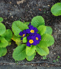 Prvosenka Inara F1 Late Blue - Primula elatior - prodej semen - 20 ks