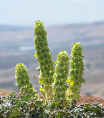 Irský zvonek - Moluccella laevis - prodej semen - 50 ks