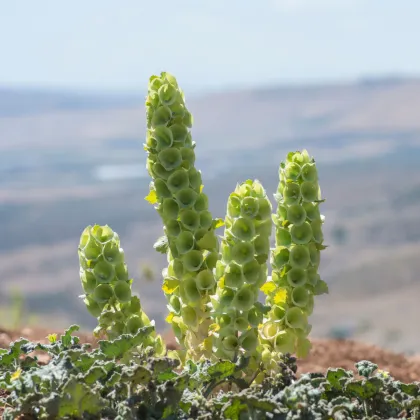 Irský zvonek - Moluccella laevis - prodej semen - 50 ks