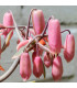 Kolopejka laxiflora - Kalanchoe - prodej semen - 20 ks