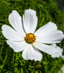 Krásenka zpeřená Cosmini White - Cosmos bipinnatus - prodej semen - 20 ks