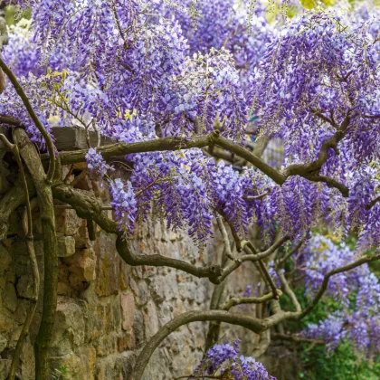 Vistárie čínská - Wisteria sinensis - prodej semen - 2 ks