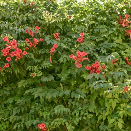 Trubač kořeňující - Campsis radicans - prodej semen - 10 ks