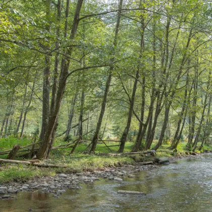 Olše šedá - Alnus incana - prodej semen - 8 ks