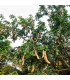 Tamarind indický - Tamarindus indica - prodej semen - 5 ks