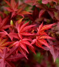 Javor japonský - Acer palmatum - prodej semen - 5 ks