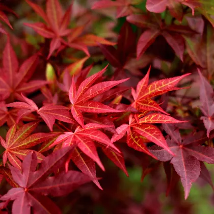 Javor japonský - Acer palmatum - prodej semen - 5 ks