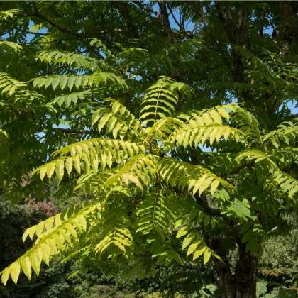 Česnekovník čínský - Toona sinensis - prodej semen - 7 ks