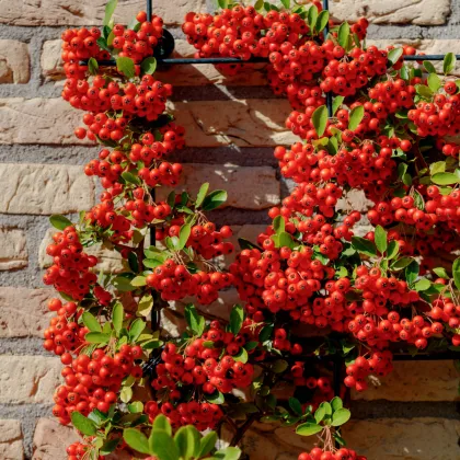 Hlohyně šarlatová - Pyracantha coccinea - prodej semen - 5 ks