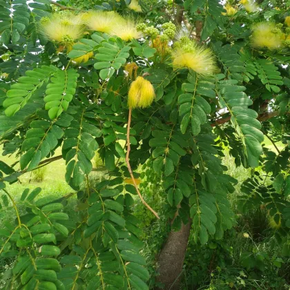 Albízie - Albizia lebbeck - prodej semen - 4 ks