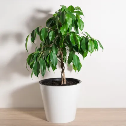 Fíkus Benjamín - Ficus benjamina - prodej semen - 4 ks