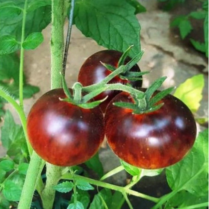 BIO Rajče Black Trifele - Solanum lycopersicum - prodej bio semen - 7 ks