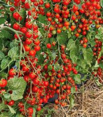 Rajče Perlino červené F1 - Solanum lycopersicum - prodej semen - 6 ks