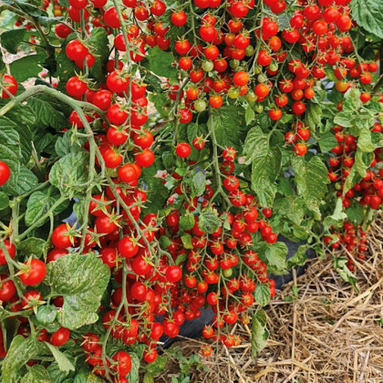 Rajče Perlino červené F1 - Solanum lycopersicum - prodej semen - 6 ks