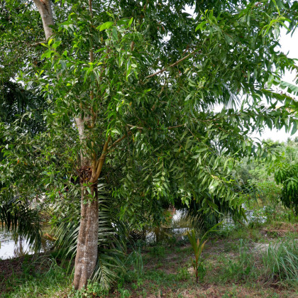 Akácie mangium - Acacia mangium - prodej semen - 8 ks