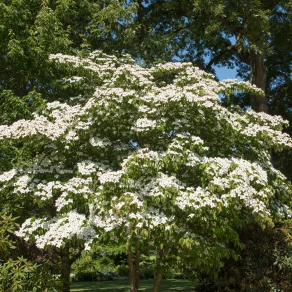 Dřín japonský - Cornus kousa - prodej semen - 4 ks