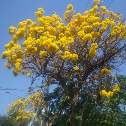 Tabebuja chrysotricha - Handroanthus chrysotrichus - prodej semen - 5 ks