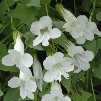 Asarina pnoucí Snowhite - Asarina scandens - prodej semen - 20 ks