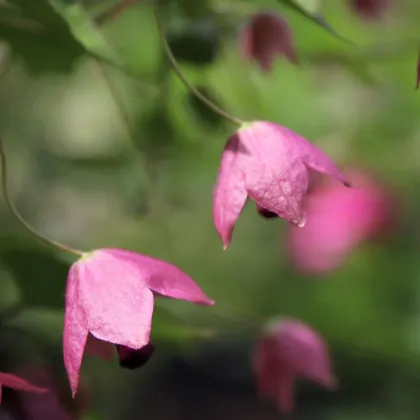 Rodochiton Purple Bells - Rhodochiton atrosanguinemum - prodej semen - 6 ks